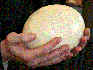 страусовое яйцо