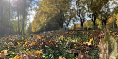Краски осени: где в Брянске увидеть красивый листопад