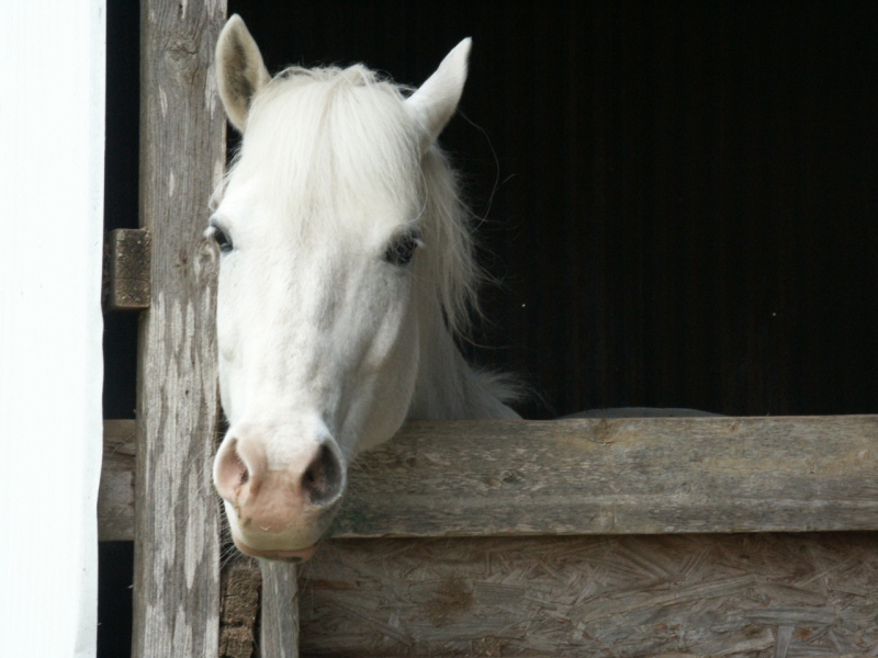Так легко ускакала в поле. Белая лошадь в стойле. Конь выглядывает из-за дерева. Белая лошадь в конюшне черно белое. В поле молодая лошадь.