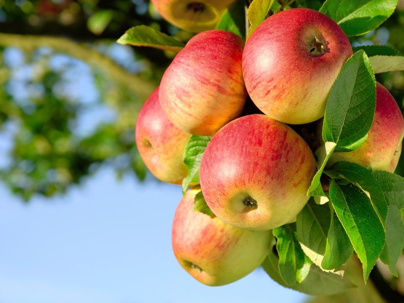 Дело об афере с яблоневым садом направлено в суд