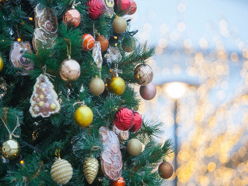 В Брянске продолжают поиск новогодней елки