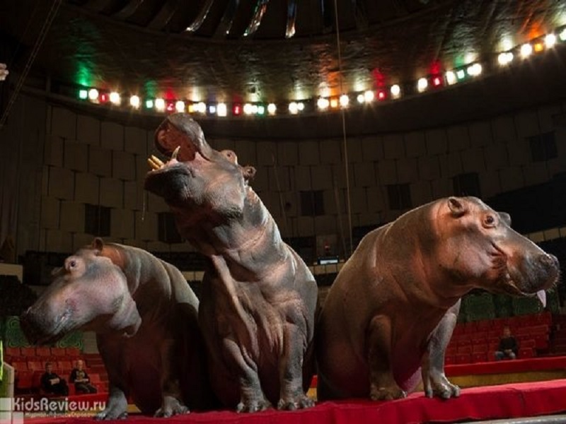 Цирковой сезон в Брянске откроют бегемоты и шейх