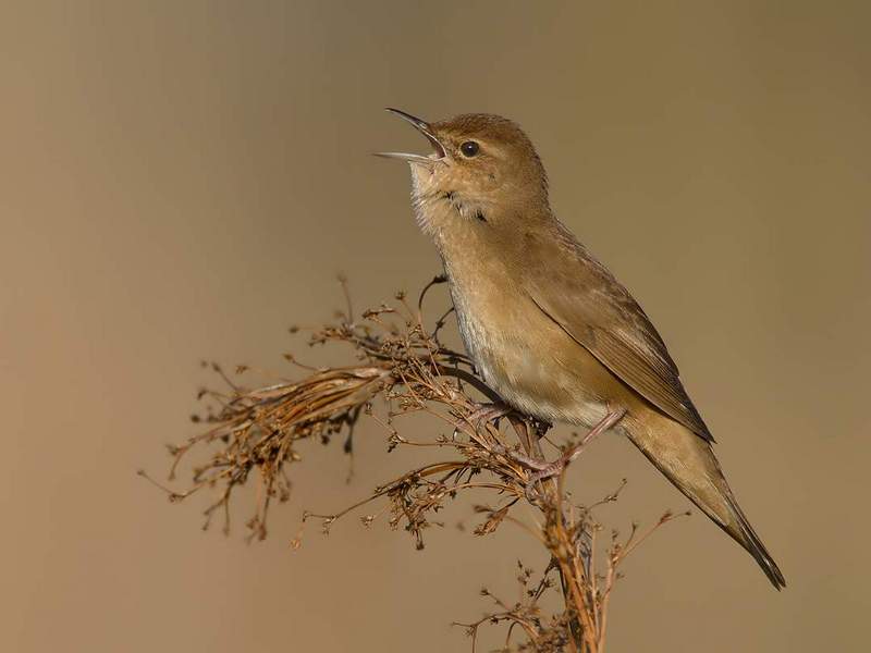 В "Брянском лесу" обнаружен новый вид птиц