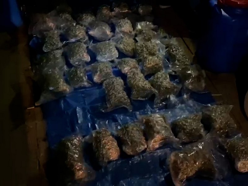 Брянская полиция изъяла 15 кг «дурман-травы»