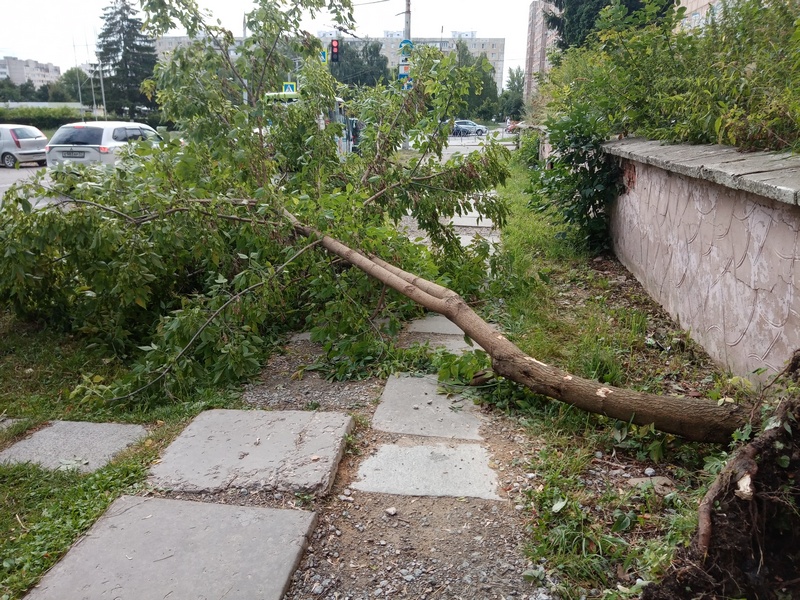 Ураган повалил 20 деревьев в Брянске
