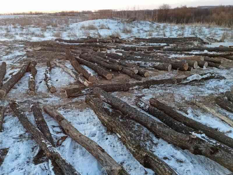 Жителю Брянской области грозит до семи лет за срубленные деревья