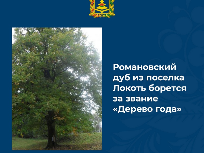 Романовский дуб может стать деревом года
