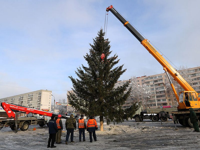 В Брянске начали поиск главной новогодней елки