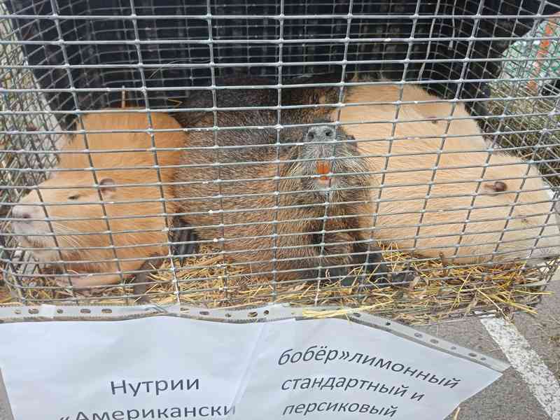 В Брянской области приостановили работу зоопарка
