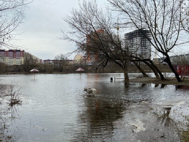 МЧС предупредило о подъеме воды в Десне в Трубчевске