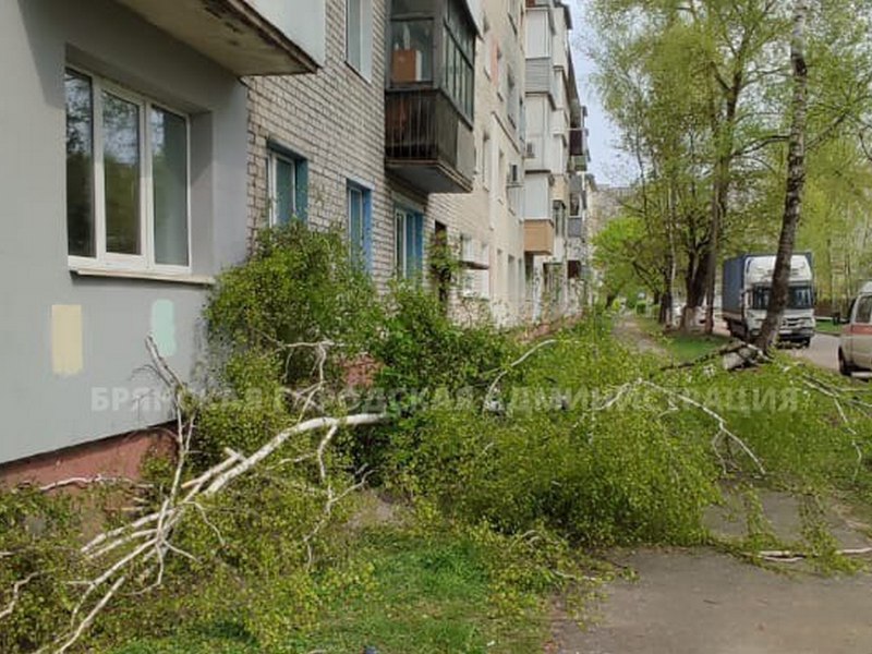 Сильный ветер повалил деревья в Брянске