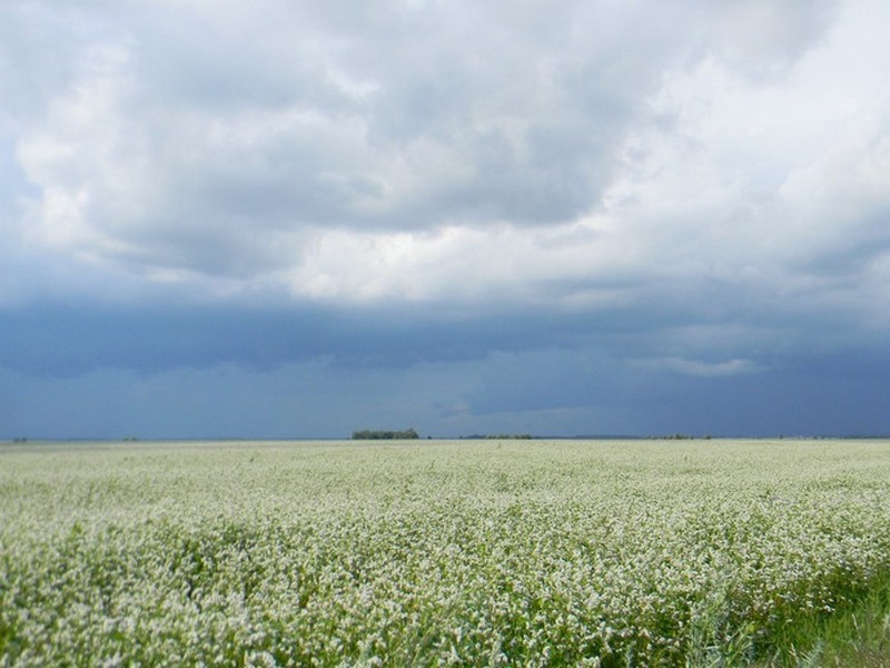 Из Брянской области экспортировали 125 тысяч тонн зерна