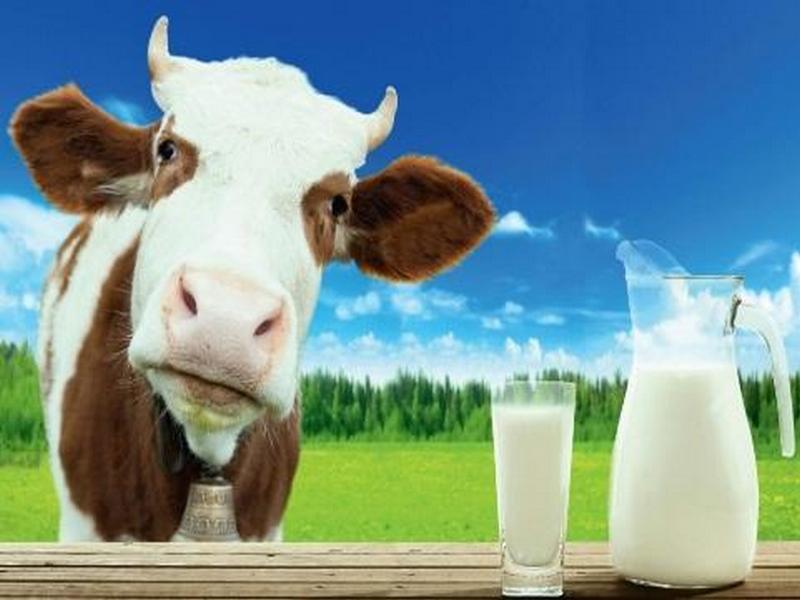 На что стоит обратить внимание, покупая молоко?