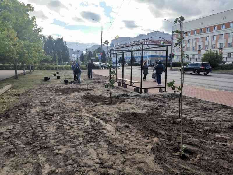 В Брянске высадят более 200 остролистых кленов