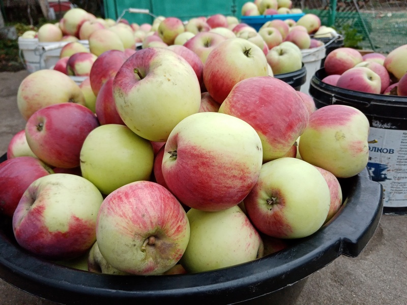 В Брянскую область не пустили 20 тонн яблок