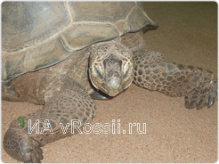 Явно улыбается