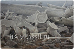 Папуанские пингвины и кости китов