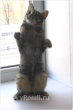 Уникальная кошка обожает стоять на задних лапах