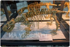 <em>Скелет дицинодонта, 255-260 млн. лет</em>