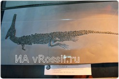 <em>Скелет морского крокодила, 145-150 млн. лет</em>