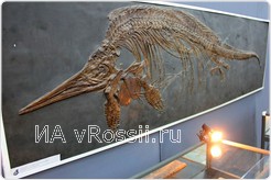 <em>Скелет самки ихтиозавра, 255-260 млн. лет</em>