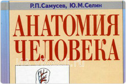 При каждом визите в библиотеку мужчина просил сделать ксерокопию из учебника по анатомии