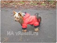 А у этой собачки второе место