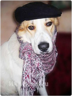 Ну чем не художник? Поздравляем с третьим местом, пес!