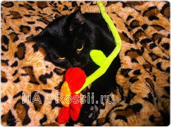 Победитель конкурса кот Марик 