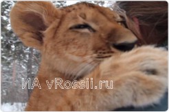 Никто не мог взять ответственность за львенка
