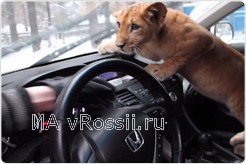 Любимое занятие - играть с дворниками