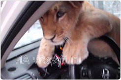 Маркс станет одним из первых обитателей Брянского зоопарка