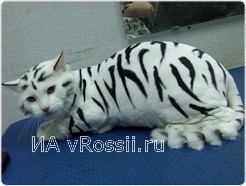 Котик Цезарь стал Тигрой